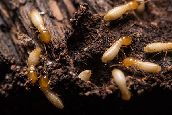 Termites