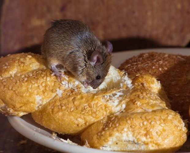 Mice Rats & Rodents Pest Control