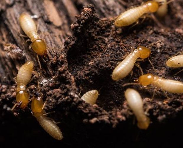 Termites