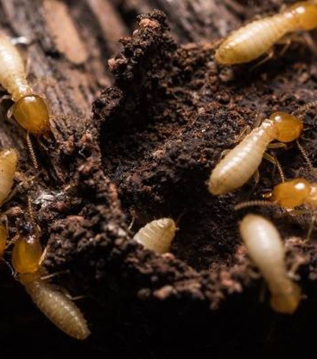 Termites